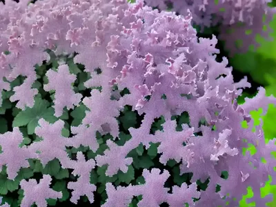 Heuchera NORTHERN EXPOSURE� Purple (Coral Bells)