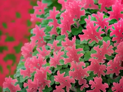 Heuchera NORTHERN EXPOSURE� Red (Coral Bells)