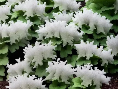 Heuchera NORTHERN EXPOSURE� Silver (Coral Bells)