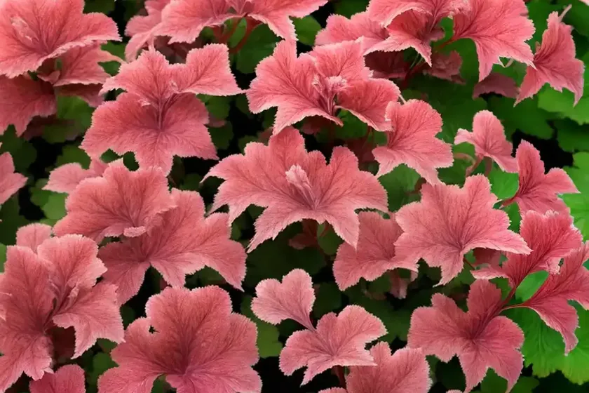 Heuchera ‘southern comfort’ (coral bells) — photo 2