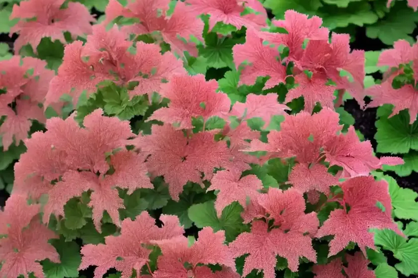 Heuchera ‘southern comfort’ (coral bells) — photo 3