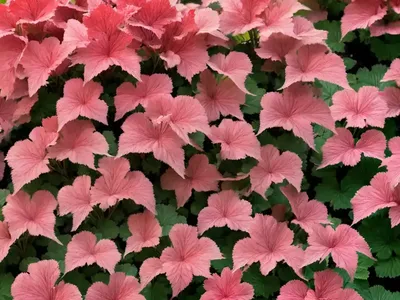 Heuchera ‘Southern Comfort’ (Coral Bells)