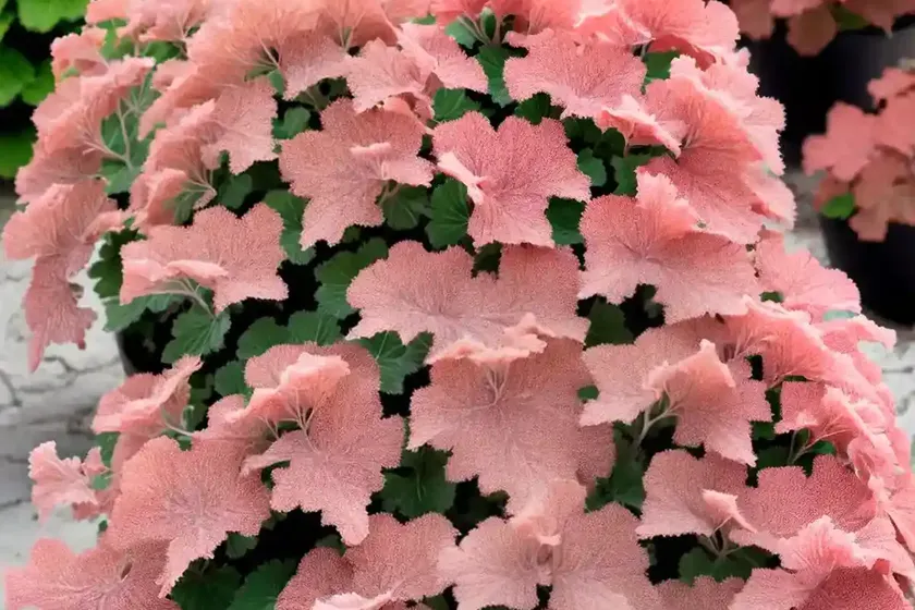 Heuchera ‘tokyo’ (coral bells) — photo 2