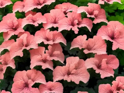 Heuchera ‘Tokyo’ (Coral Bells)