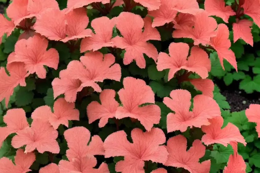 Heuchera ‘venus’ (coral bells) — photo 2