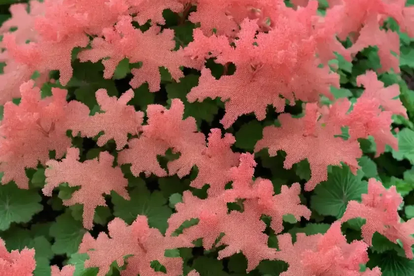 Heuchera ‘venus’ (coral bells) — photo 3
