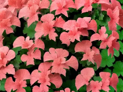 Heuchera ‘Venus’ (Coral Bells)