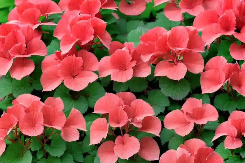 Heuchera ‘wild rose’ (coral bells) — photo 3