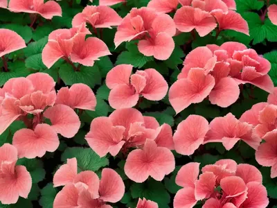 Heuchera ‘Wild Rose’ (Coral Bells)