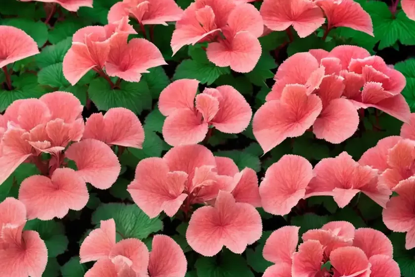 Heuchera ‘wild rose’ (coral bells)