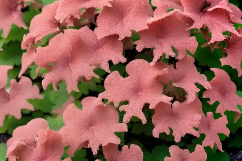 Heuchera ‘wildberry’ (coral bells) — photo 3