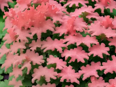Heuchera ‘Wildberry’ (Coral Bells)