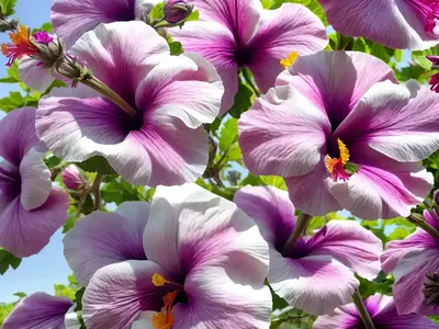 Hibiscus Syriacus Purple Satin� (Rose Of Sharon)