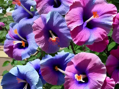 Hibiscus Syriacus Ultramarine (Rose Of Sharon)