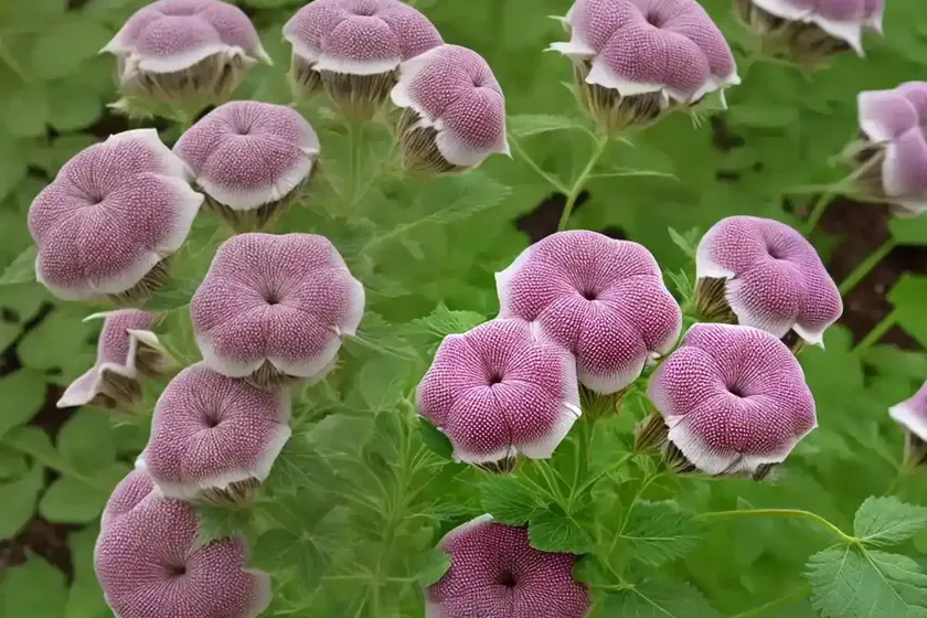 High mallow (malva sylvestris) — photo 2