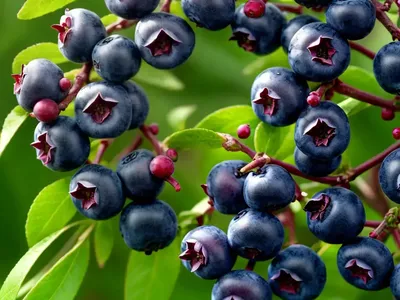 Highbush Blueberry (Vaccinium Corymbosum ‘Ivanhoe’)