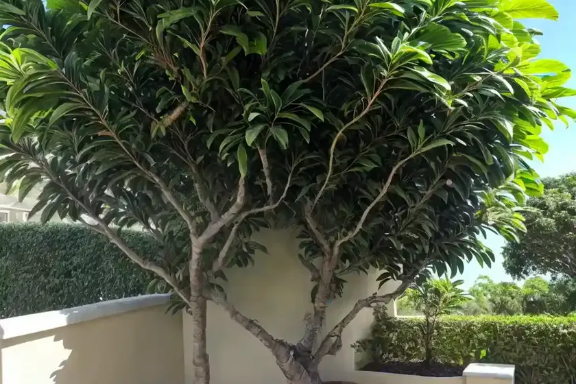 Highland breadfruit (ficus dammaropsis) — photo 3
