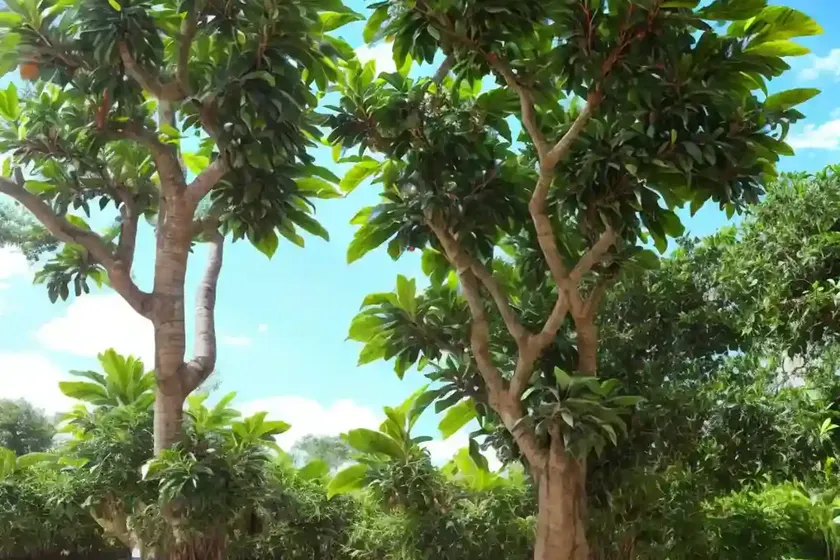 Highland breadfruit (ficus dammaropsis)