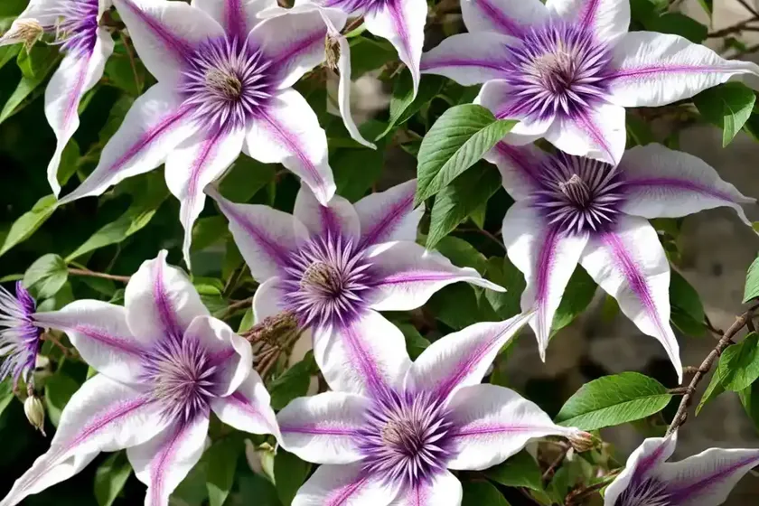 Himalayan clematis (clematis montana) — photo 2
