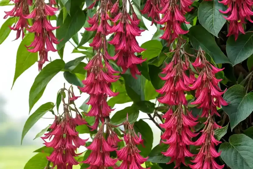 Himalayan honeysuckle (leycesteria formosa) — photo 2