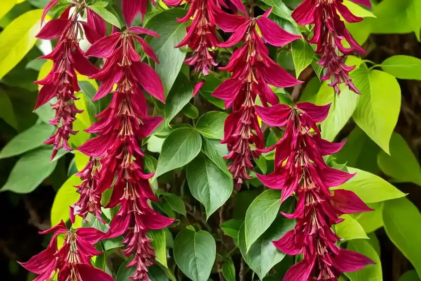 Himalayan honeysuckle (leycesteria formosa) — photo 3