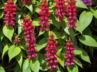 Himalayan Honeysuckle (Leycesteria Formosa)