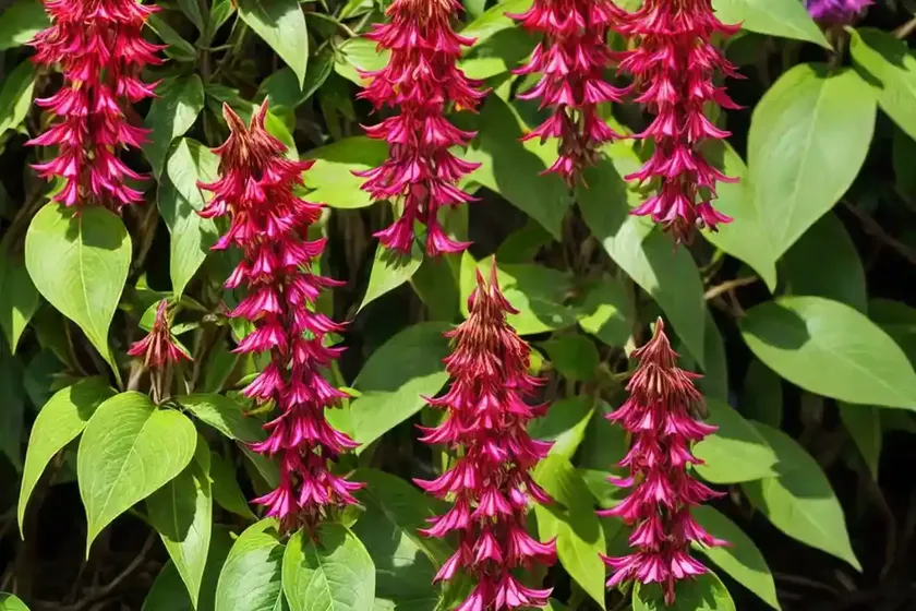 Himalayan honeysuckle (leycesteria formosa)