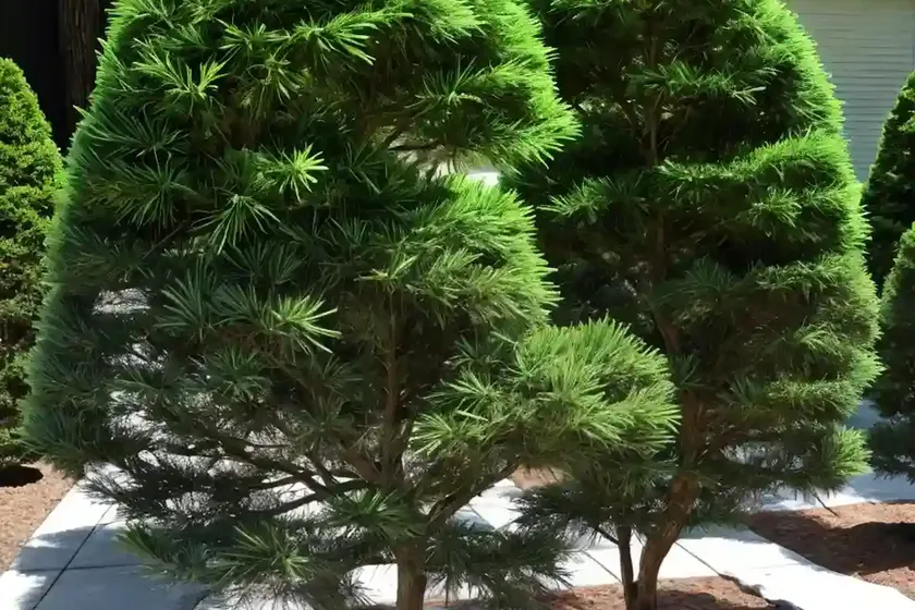 Hinoki cypress (chamaecyparis obtusa) — photo 2