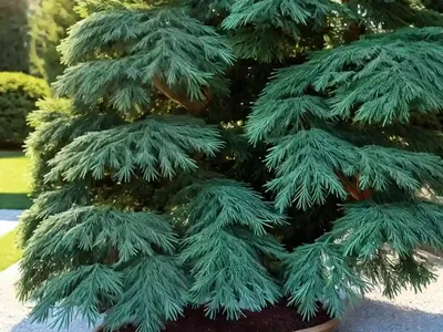 Hinoki Cypress (Chamaecyparis Obtusa)