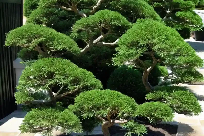 Hinoki Cypress (Chamaecyparis Obtusa ‘Coralliformis’) — photo 2