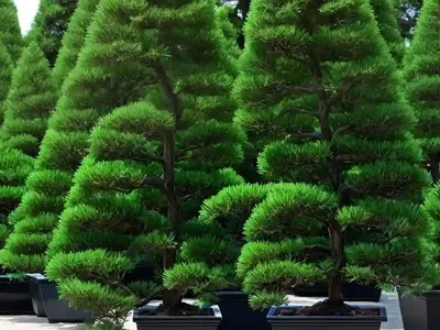 Hinoki Cypress (Chamaecyparis Obtusa ‘Coralliformis’)