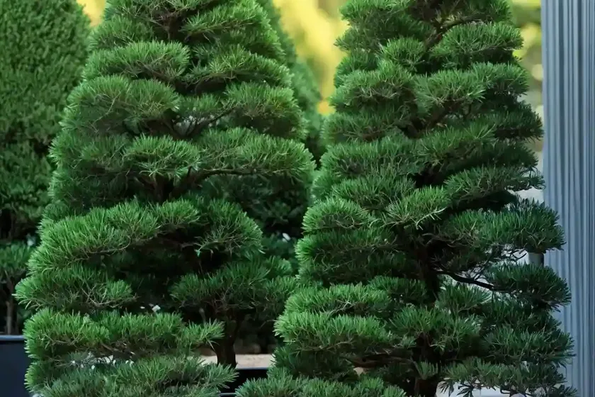 Hinoki Cypress (Chamaecyparis Obtusa ‘Golden Fastigiata’) — photo 2