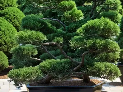 Hinoki Cypress (Chamaecyparis Obtusa ‘Golden Fastigiata’)
