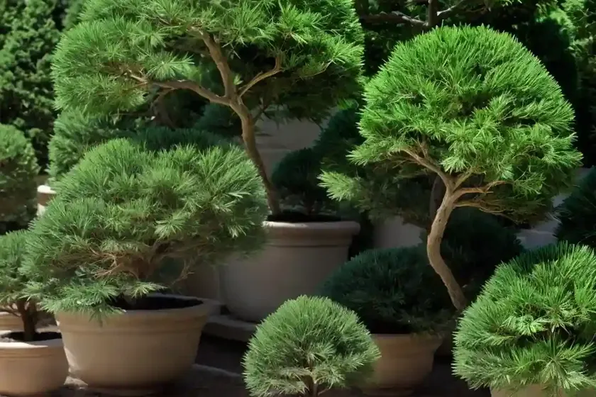 Hinoki cypress (chamaecyparis obtusa ‘hage’) — photo 3