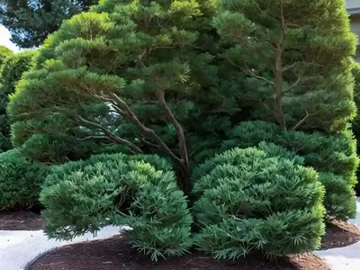 Hinoki Cypress (Chamaecyparis Obtusa ‘Hage’)