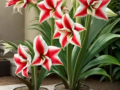 Hippeastrum X Johnsonii (Hardy Amaryllis)