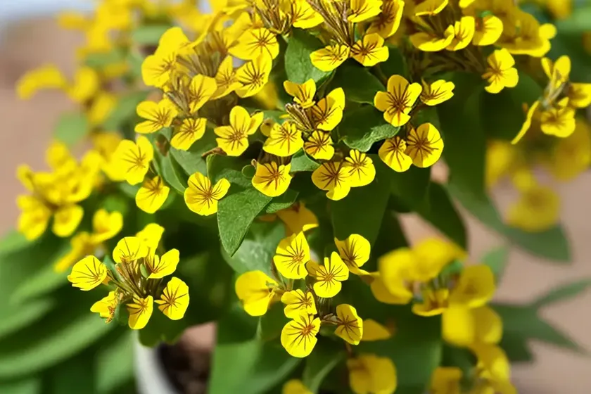 Hippocrepis biflora (hippocrepis biflora) — photo 2