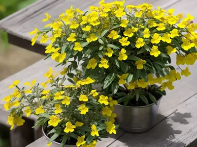 Hippocrepis Biflora (Hippocrepis Biflora)