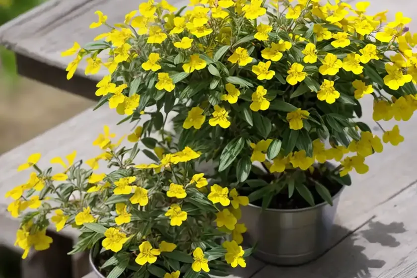 Hippocrepis biflora (hippocrepis biflora)