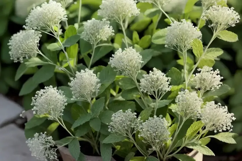 Hoary cress (lepidium draba) — photo 3