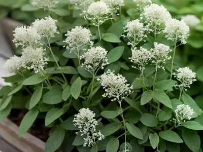 Hoary Cress (Lepidium Draba)