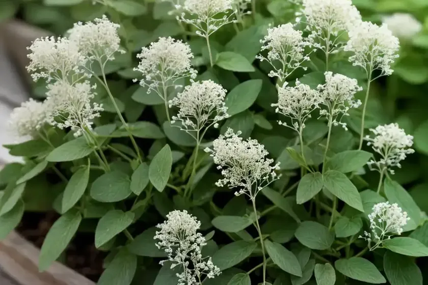 Hoary cress (lepidium draba)