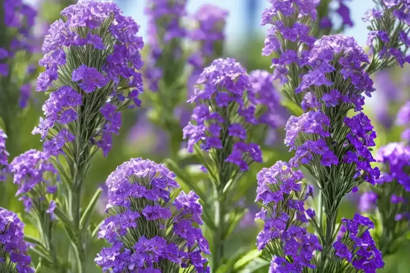 Hoary stock (matthiola incana) — photo 2