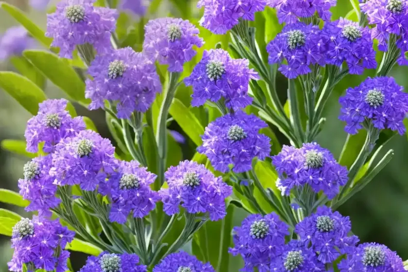 Hoary stock (matthiola incana) — photo 3