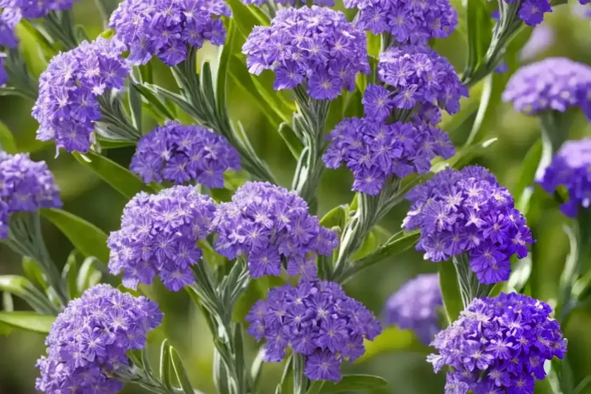 Hoary stock (matthiola incana)