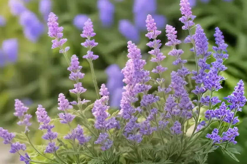 Hoary vervain (verbena stricta) — photo 2
