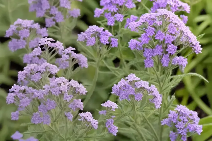 Hoary vervain (verbena stricta) — photo 3