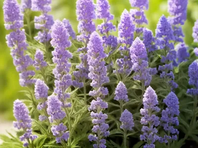 Hoary Vervain (Verbena Stricta)