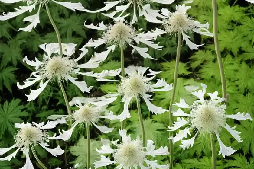 Hogweed (heracleum sphondylium) — photo 2