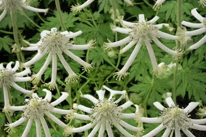 Hogweed (heracleum sphondylium) — photo 3